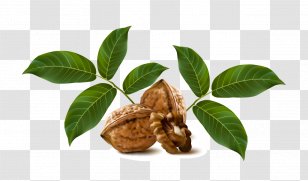 Walnut Drawing Fruit - Tree - Vector Transparent PNG