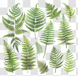 Fern Leaf - Fern Leaf Botanical Illustration Collection Transparent PNG