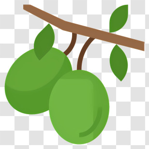 Olive Branch - Green Fruits Hanging On Branch Transparent PNG