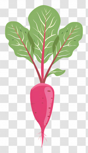 Beetroot With Leaves - Fresh Beetroot With Leaves For Food And Nutrition Themes Transparent PNG