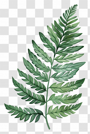 Fern Leaf - Green Fern Leaf Illustration For Nature Designs Transparent PNG
