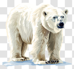 International Polar Bear Day - Majestic Polar Bear Transparent PNG