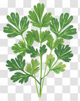 Cilantro Leaves - Fresh Green Cilantro Leaves Transparent PNG
