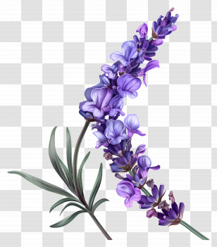 Lavender Flower - Lavender Flower Stem With Purple Blossoms Transparent PNG