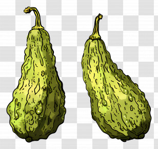 Green Gourds Illustration - Green Gourds Illustration Transparent PNG