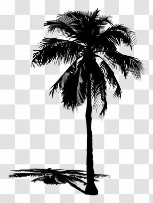Palm Tree Silhouette - Black Silhouette Of A Palm Tree Transparent PNG