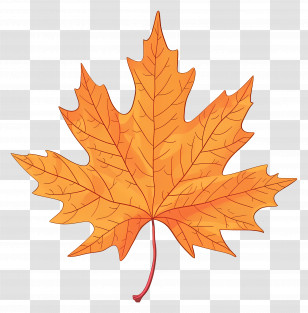Autumn Maple Leaf - Autumn Maple Leaf Illustration Transparent PNG