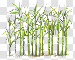 Bamboo Forest Illustration - Bamboo Forest Illustration In Serene Style Transparent PNG
