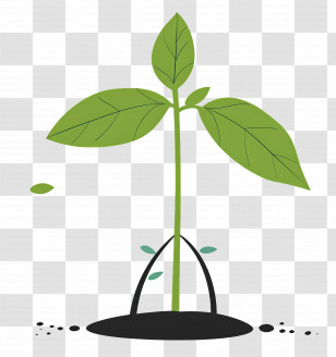 Young Plant Sprouting - Sprouting Leaf In Nutrient Soil Transparent PNG