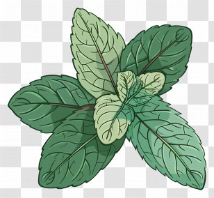 Leaf Mint - Detailed Mint Leaves In Botanical Style Transparent PNG