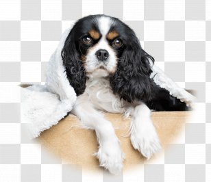 Pug French Bulldog Cavalier King Charles Spaniel Puppy Cushion Carnivoran Transparent Png