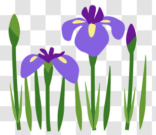 Spring - Purple Irises With Green Leaves Illustration Transparent PNG