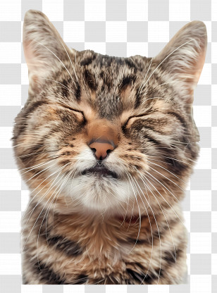Kitten Emoji - Smiling Cat Transparent PNG