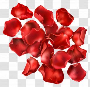 Flower Petals - Scattered Red Flower Petals Illustration Transparent PNG