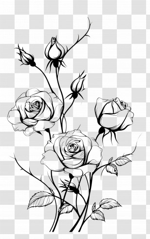 Border Rose - Elegant Black And White Rose Sketch Transparent PNG