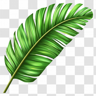 Coconut Leaf - Green Banana Leaf Illustration Transparent PNG