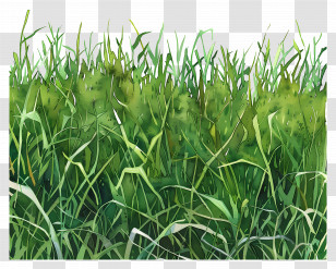 Green Grass Field - Lush Green Grass In Natural Scenery Transparent PNG