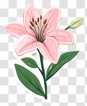 Pink Lily Flower - Pink Lily Flower Botanical Illustration Transparent PNG