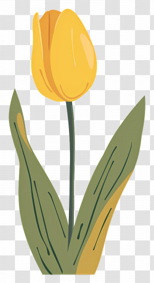 Yellow Tulip - Yellow Tulip With Green Leaves Transparent PNG