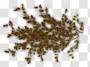 Common Grape Vine Wine Role-playing Game - Botany - Dry Plants Transparent PNG