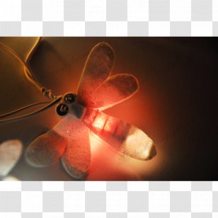 Insect Close-up Lighting - Membrane Winged Transparent PNG