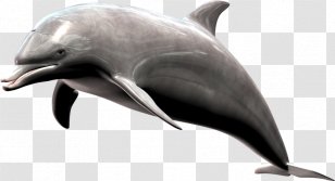 Common Bottlenose Dolphin Short-beaked Wholphin Tucuxi Rough-toothed - Fauna Transparent PNG