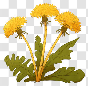 Dandelion Flower - Yellow Dandelions In Bloom Transparent PNG
