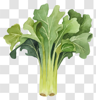 Cartoon - Green Fresh Rhubarb Leaves Illustration Transparent PNG