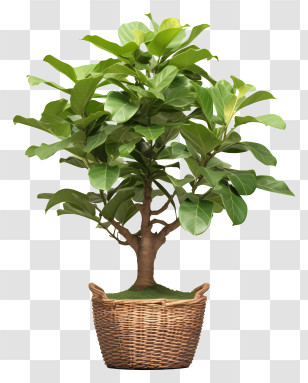 Bonsai Tree - Indoor Potted Plant In Woven Basket Transparent PNG