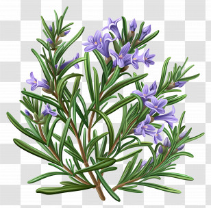 Rosemary - Rosemary Herb Illustration With Purple Flowers Transparent PNG