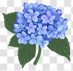 Hydrangea Flower - Beautiful Blue Hydrangea Flowers Illustration Transparent PNG