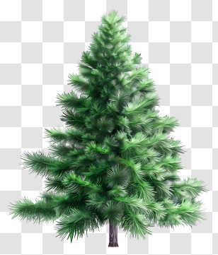Fir Tree - Realistic Pine Tree Illustration Transparent PNG