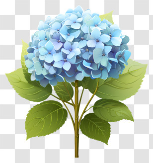 Flat Hydrangea Flower - Blue Hydrangea Flowers Illustration Transparent PNG