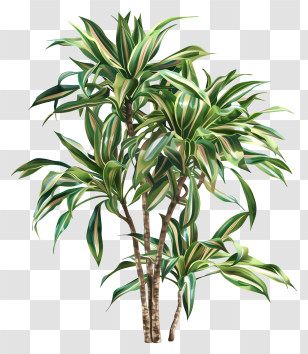 Dracaena - Dracaena Plant With Lush Green Leaves Transparent PNG