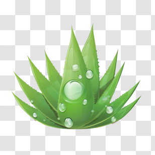 Aloe Vera - Fresh Aloe Vera Plant Illustration Transparent PNG
