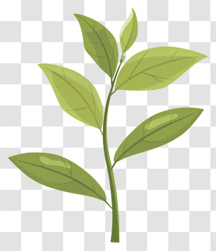 Green Tea Leaf - Green Leaves On A Sprouting Plant Transparent PNG