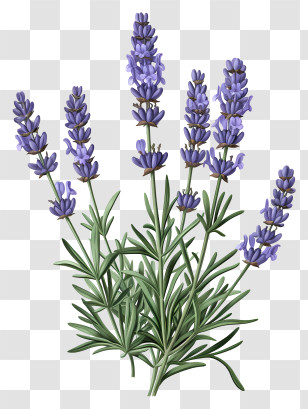 Lavender - Botanical Art Of Lavender Plant With Blooms Transparent PNG