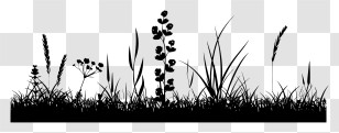Grass Border - Black Grass And Wild Plant Silhouettes Transparent PNG
