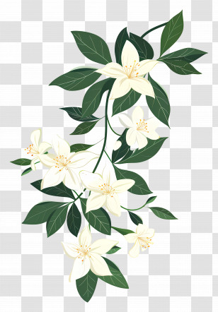 Jasmine Garland - White Lily Flowers On Green Vine Transparent PNG