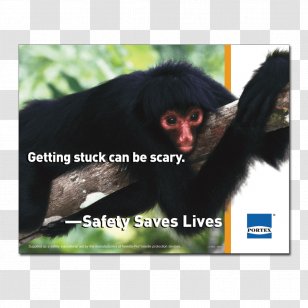 Primate New World Monkey Spider Great Apes - Creative Transparent PNG