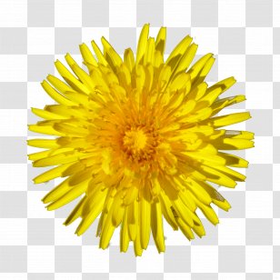 Honey Bee Dandelion Flower - Sunflowers Transparent PNG