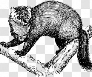 Fisher Drawing Cat Vertebrate Clip Art - Wildlife Transparent PNG