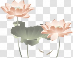 Nelumbo Nucifera Painting Illustration - Peach - Hand-painted Lotus Transparent PNG