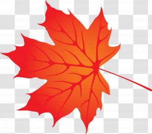 Maple Leaf Autumn - Flowering Plant Transparent PNG