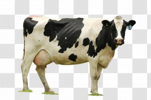Cattle Milk Desktop Wallpaper Water Buffalo Udder - Highdefinition Video Transparent PNG