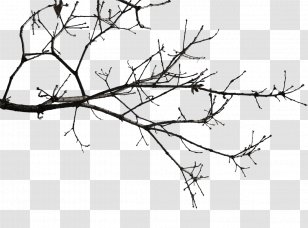 Twig Download Icon - Black And White - Yeah Tree In Winter Transparent PNG