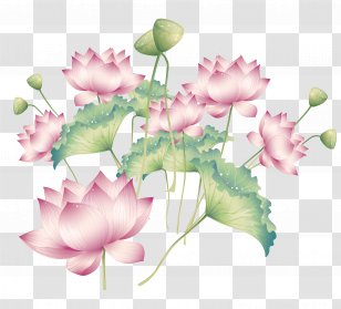 Buddhism Nelumbo Nucifera - Floral Design - Chinese Wind Vector Material Lotus Transparent PNG