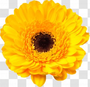 Transvaal Daisy Common Sunflower Stock Photography Yellow - Flower - Red Packs Transparent PNG