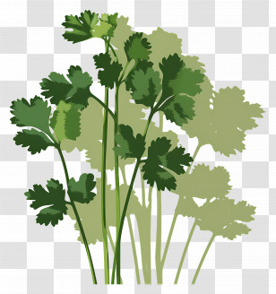 Cilantro - Fresh Green Cilantro Herb Illustration Transparent PNG