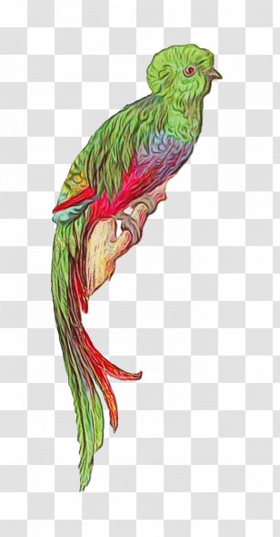 Quetzal Bird Beak Fictional Character - Wet Ink Transparent PNG
